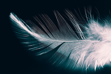 blur feather wool dark  background