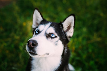 Young Happy Husky Eskimo Dog Sitting In Grass Outdoor