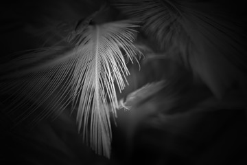 blur feather wool dark black background