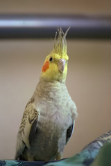 Vertical shot of a male cockatiel (Nymphicus hollandicus)