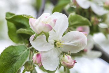 Fototapeta na wymiar apple flower close up