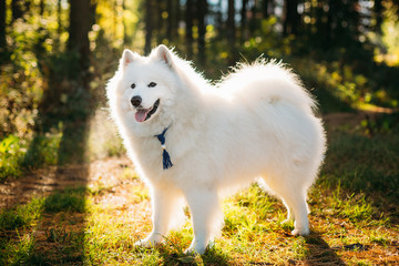 Happy White Samoyed Dog Outdoor in Park