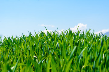 Graspanorama - grünes Gras im Sommer mit blauem Himmel 