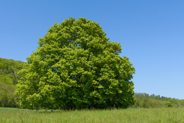 Grüner Baum im Sommer- Linde 