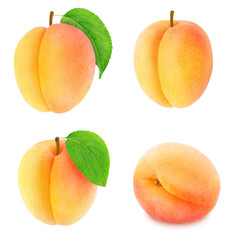 Set of different apricot fruits isolated