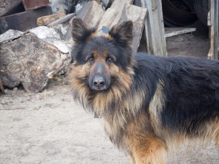 German shepherd
