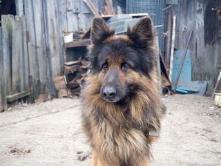 German shepherd
