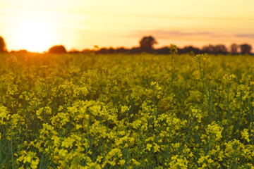 Obraz premium Rapsfeld im Sonnenuntergang