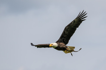 Weißkopfseeadler - Haliaeetus leucocephalus