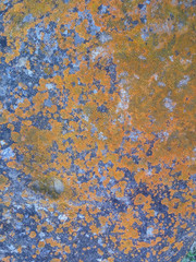 Texture of moss on stone