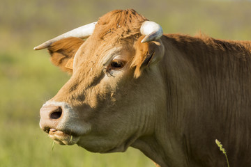 Vaches et taureaux - Chartreuse - Isère.
