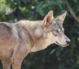 Obraz premium wild dog close up space left out for text