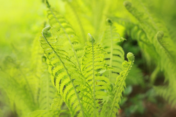 Where the green fern growsâ€¦