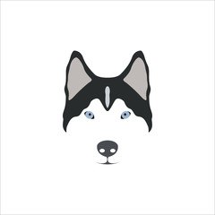 Siberian Husky head. 