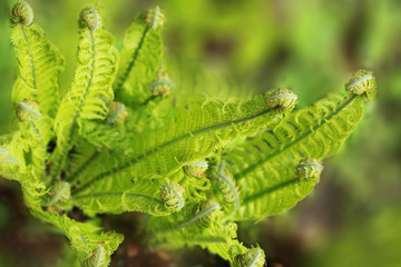 Where the green fern growsâ€¦opt.3