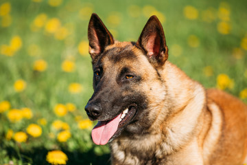 Malinois Dog. Belgian Shepherd Dog Resting In Green Grass