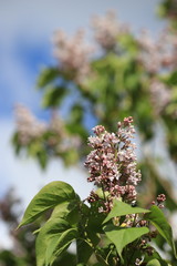 Fleur et feuilles de lilas commun ou lilas francais, Syringa vulgaris