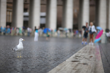 Seagull on the cobbles of St. Peter's Square in the Vatican. Rome, Italy