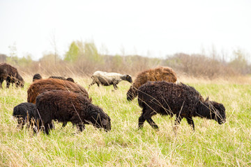 Brown and black Sheep grazing on forest meadow.