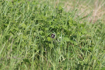 A sparrow among the green grass