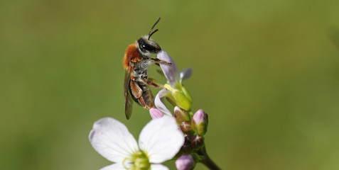 bee at work