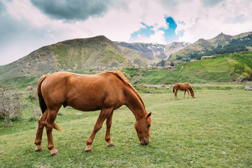 Fototapeta na wymiar Horse Eating Grass In Spring Pasture. Horse Grazing On A Green Mountain