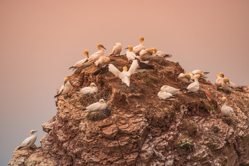 Wild migrating gannets in island Helgoland at sunset, Germany