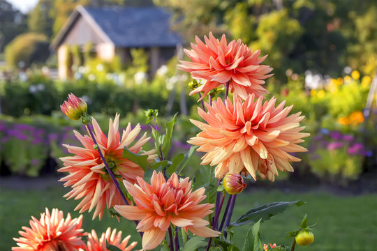 Orange dahlia flowers