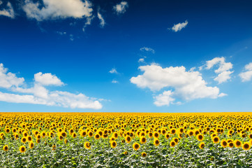 Field of sunflowers and the blue sky.