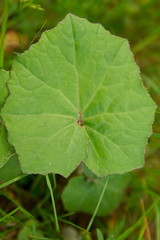 beautiful green leaf in the forest