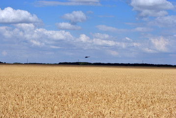 Helicopter flies to Donbass, Ukraine, over a field of ripe wheat, cloudy sky