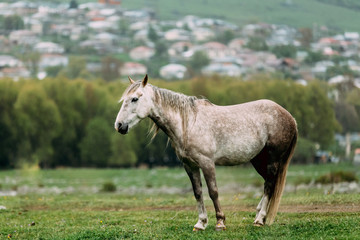 Naklejka na ściany i meble Horse Grazing On Green Mountain Slope In Spring In Mountains