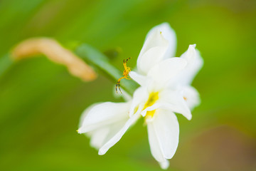 Naklejka premium yellow spider on narcissus