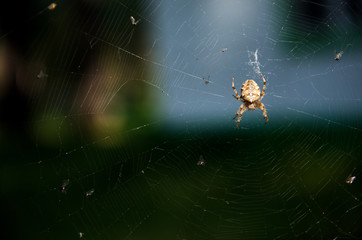 Spider on the web 