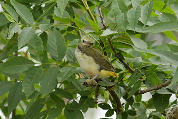 Иволга. Птенец.