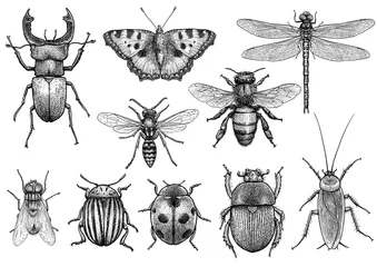 Fotobehang Insect illustration, drawing, engraving, ink, line art, vector © jenesesimre