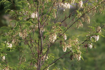 Fleur et feuillage de robinier faux acacia, Robinia pseudoacacia