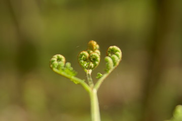 fern shoots in the shape of heart 
