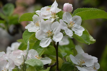 Blüte Apfelbaum