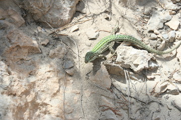 ibiza lizard