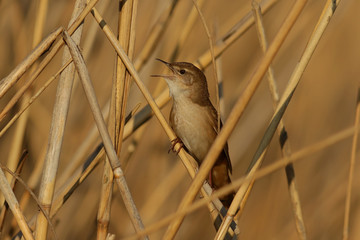 Соловьиный сверчок. © reznik_ov