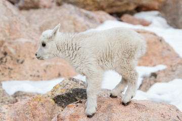Obraz na płótnie Canvas Wild Mountain Goats of the Colorado Rocky Mountains