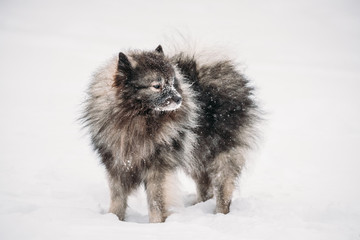Keeshond Dog Play Outdoor In Snow. Winter Season. Dog Training