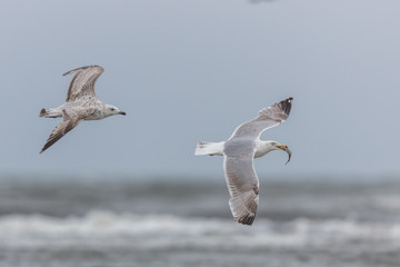 Möwe mit beute