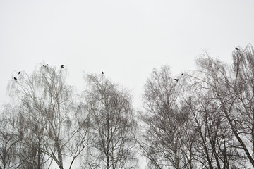 Birds on the tops of the trees against the gray sky