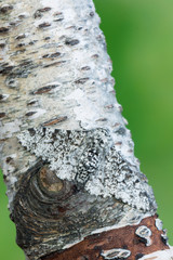 Peppered moth - Biston betularia