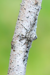 Peppered moth - Biston betularia