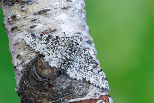 Peppered moth - Biston betularia