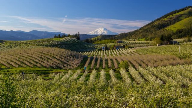 Time lapse movie of moving clouds and sky over snow covered Mt. Adams and rolling hills landscape pear orchards in Hood River Oregon spring season 4k uhd