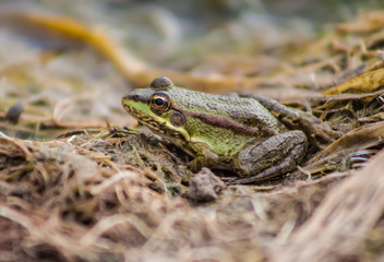 Big frog on a swamp